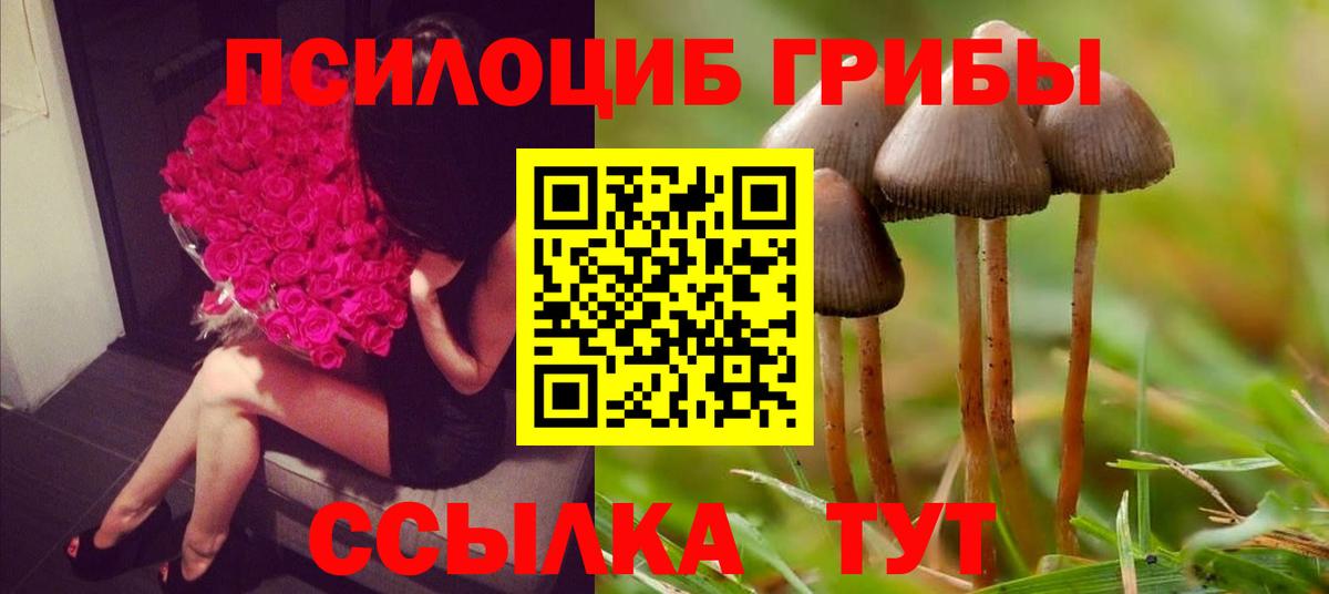 Ногинск  наркота  Вход с VPN  Псилоцибиновые грибы Cubensis 